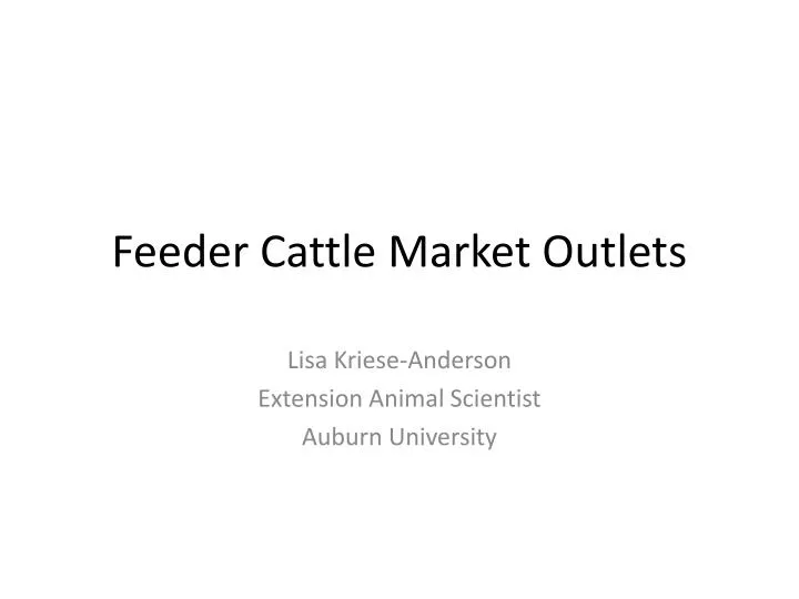 feeder cattle market outlets