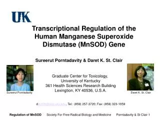 Transcriptional Regulation of the Human Manganese Superoxide Dismutase (MnSOD) Gene