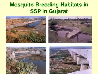 Mosquito Breeding Habitats in SSP in Gujarat