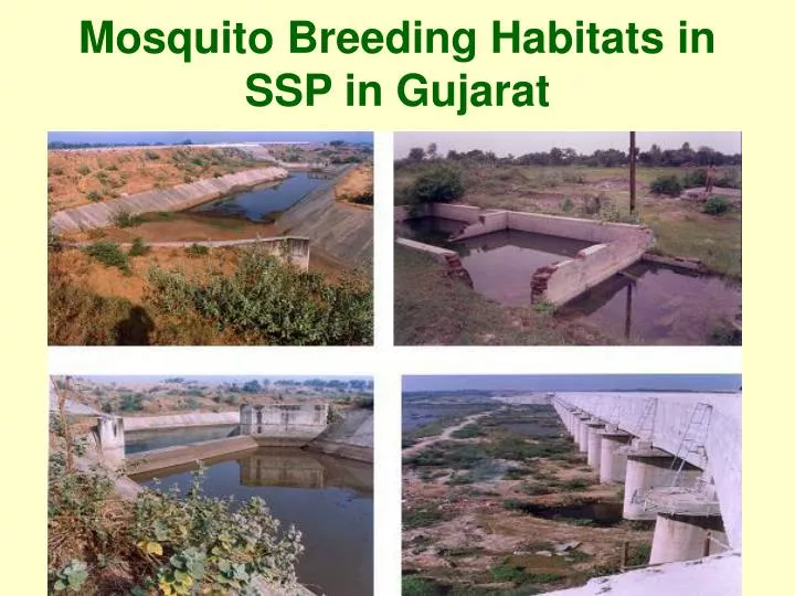 mosquito breeding habitats in ssp in gujarat