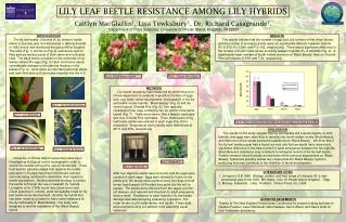 LILY LEAF BEETLE RESISTANCE AMONG LILY HYBRIDS