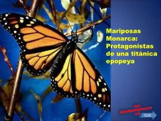 Mariposas Monarca: Protagonistas de una titánica epopeya
