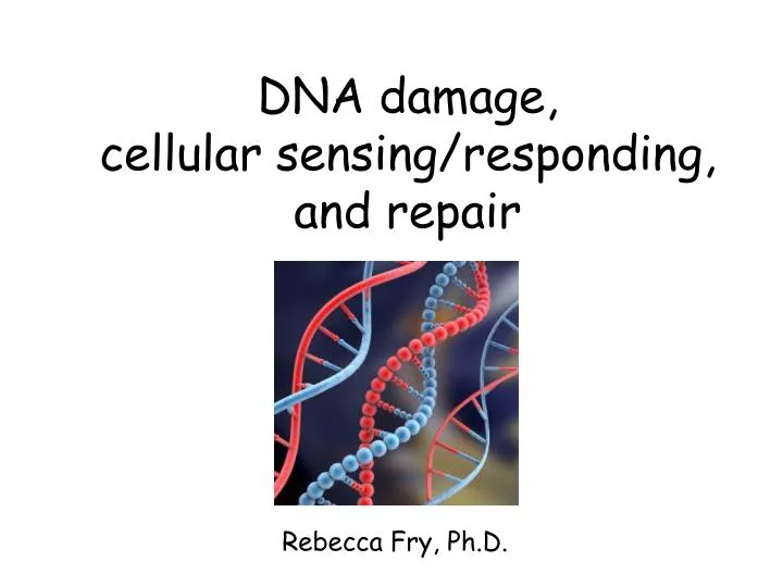 dna damage cellular sensing responding and repair