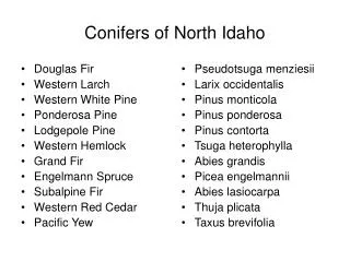 Conifers of North Idaho