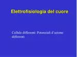 Elettrofisiologia del cuore - slide 1