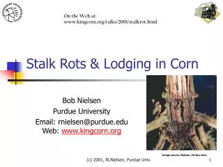 Stalk Rots &amp; Lodging in Corn
