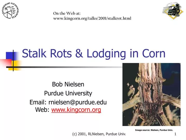 stalk rots lodging in corn