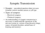 PPT - Synaptic Transmission PowerPoint Presentation, Free Download - ID ...