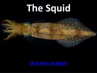 The Squid