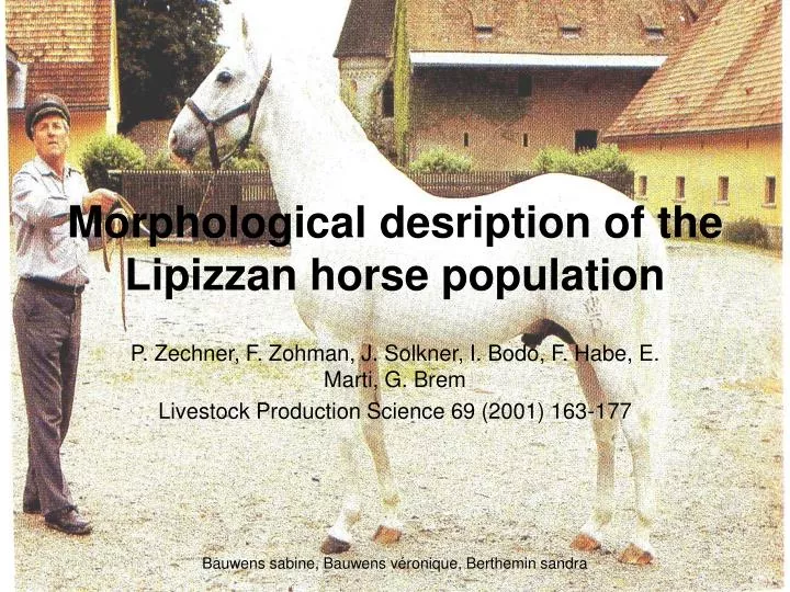 morphological desription of the lipizzan horse population