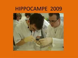 hippocampe 2009