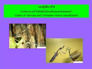 บทปฏิบัติการที่ 9 การจำแนกวงศ์ ในอันดับโอโดนาต้าและออร์ทอพเทอร่า ( Orders of Odonata and Orthoptera insects classificat