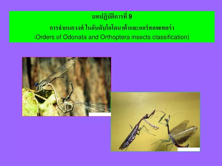 9 orders of odonata and orthoptera insects classification