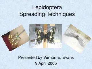 Lepidoptera Spreading Techniques