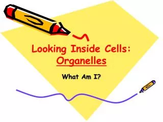 Looking Inside Cells: Organelles