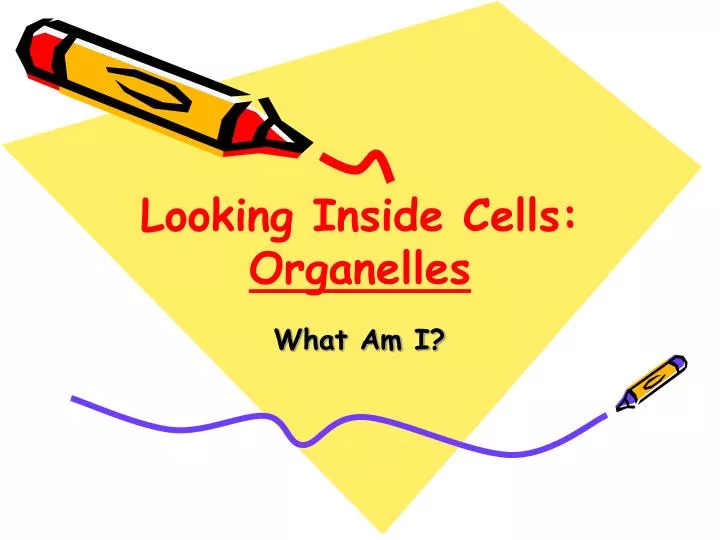 looking inside cells organelles