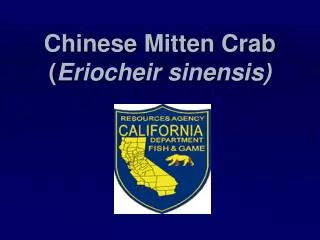 Chinese Mitten Crab ( Eriocheir sinensis)