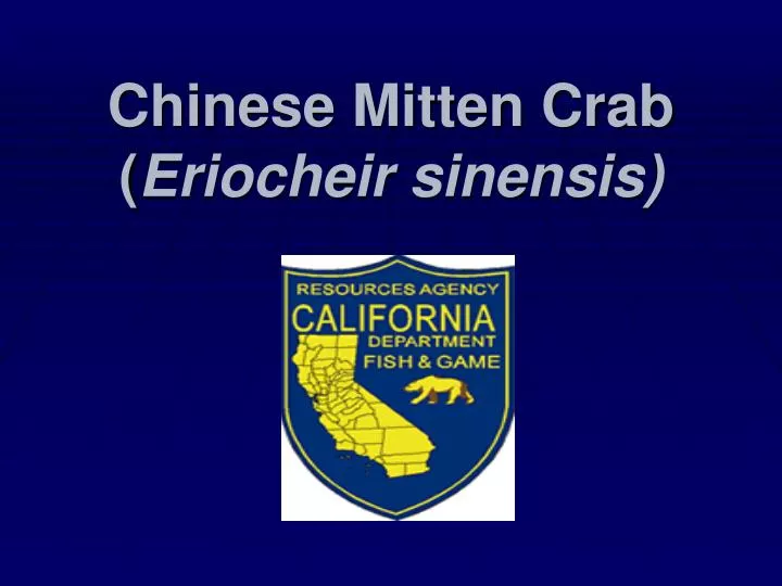 chinese mitten crab eriocheir sinensis