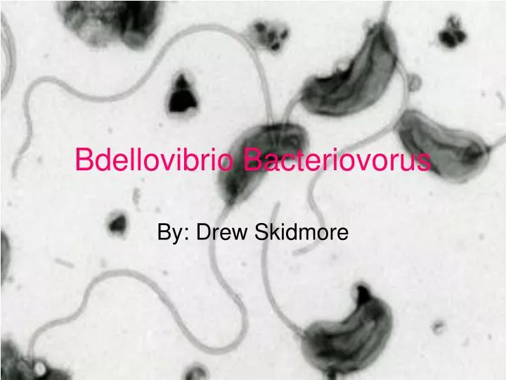 bdellovibrio bacteriovorus