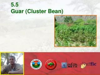 5.5 Guar (Cluster Bean)