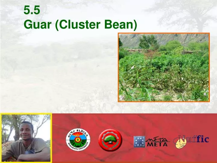 5 5 guar cluster bean