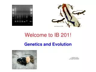 Welcome to IB 201!