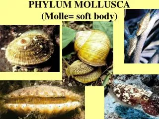 PHYLUM MOLLUSCA (Molle= soft body)