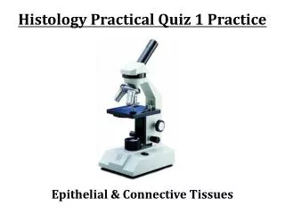 Histology Practical Quiz 1 Practice