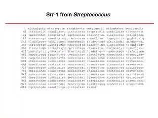 Srr-1 from Streptococcus