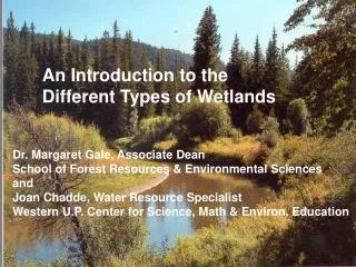 An Introduction to the Different Types of Wetlands