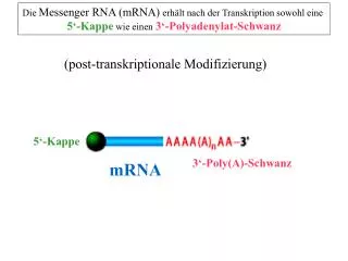 Die Messenger RNA (mRNA) erhält nach der Transkription sowohl eine 5‘-Kappe wie einen 3‘-Polyadenylat-Schwanz