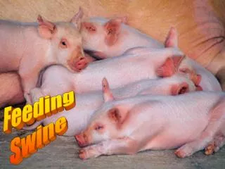 Feeding Swine