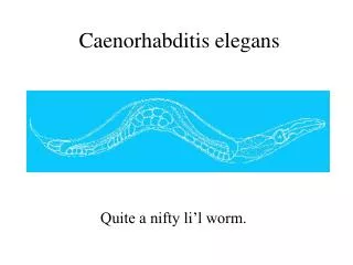 Caenorhabditis elegans