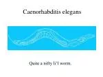 Caenorhabditis elegans - slide 1