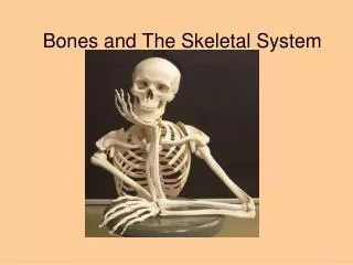 Bones and The Skeletal System
