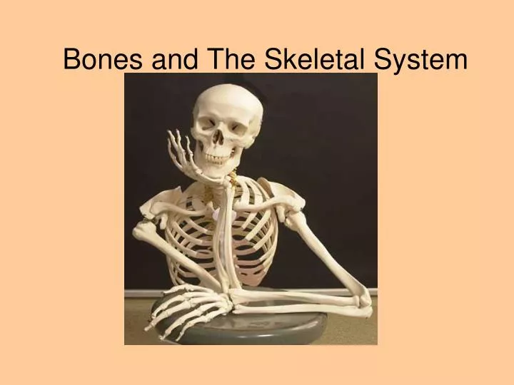 bones and the skeletal system