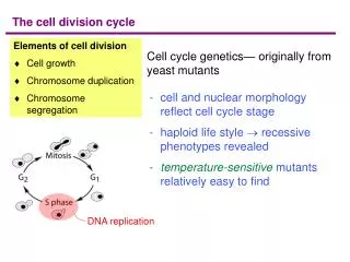 Cell cycle genetics— originally from yeast mutants