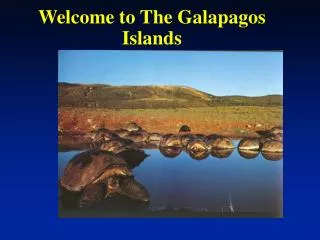 Welcome to The Galapagos Islands