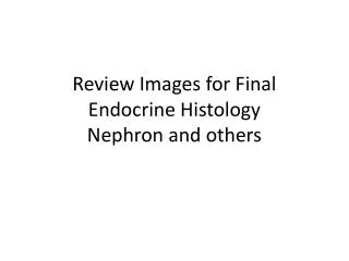 Review Images for Final Endocrine Histology Nephron and others