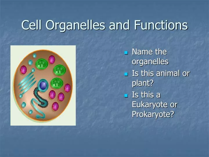 cell organelles and functions