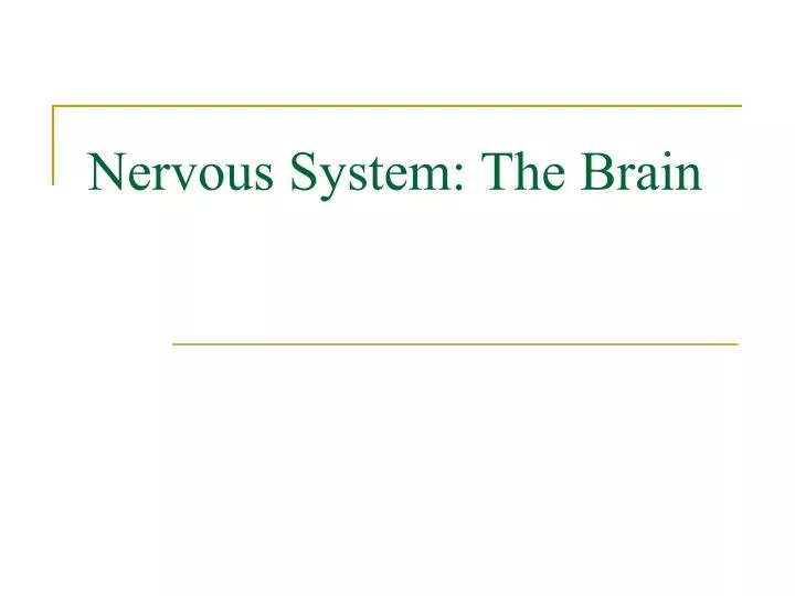 nervous system the brain