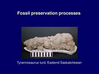 Fossil preservation processes