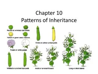 Chapter 10 Patterns of Inheritance