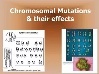 Chromosomal Mutations &amp; their effects