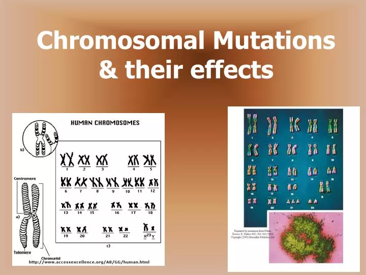 chromosomal mutations their effects