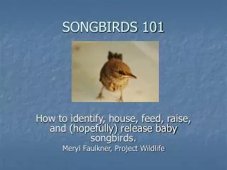 SONGBIRDS 101