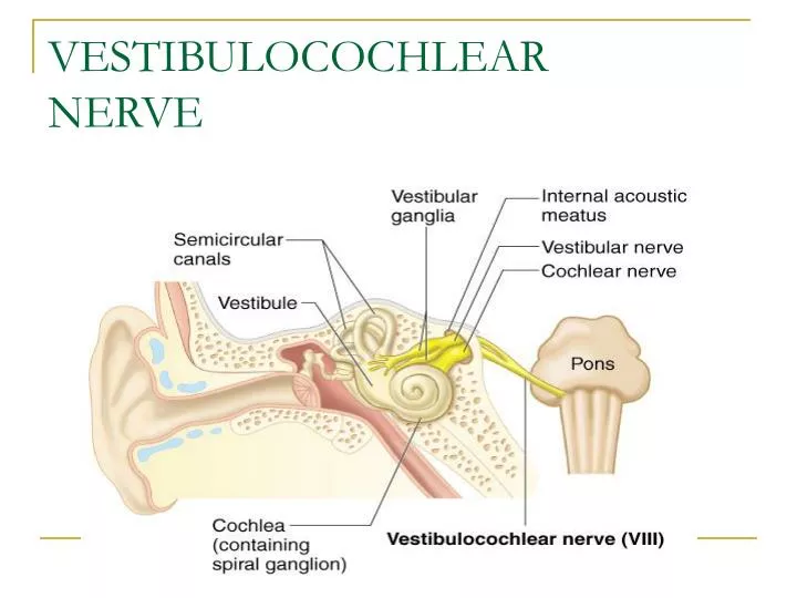 vestibulocochlear nerve