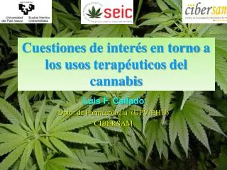 Cuestiones de interés en torno a los usos terapéuticos del cannabis