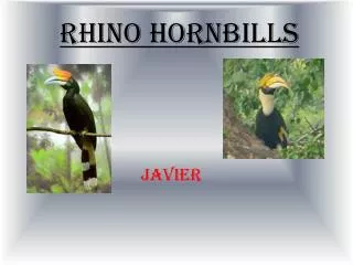 Rhino Hornbills