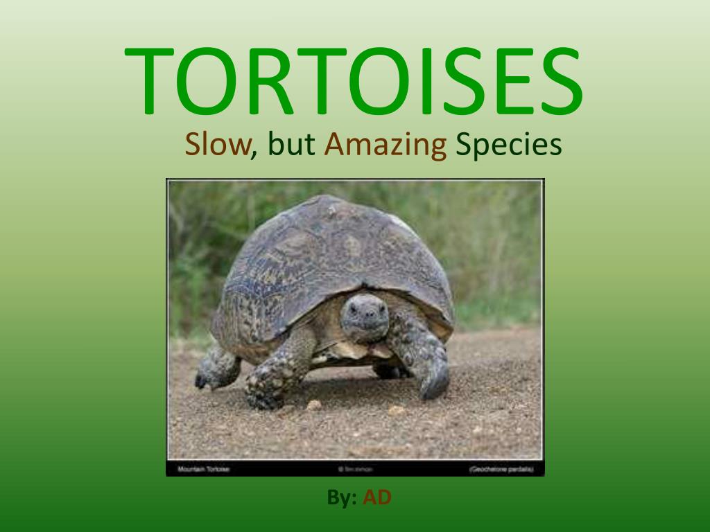 Tortoise Slideshow PPT - TORTOISES PowerPoint Presentation, free download - ID:821267